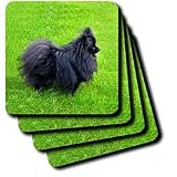 Dogs Pomeranian - Black Pomeranian - Coasters