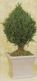 20 EURO FINIAL CEDAR TOPIARY/2PC.