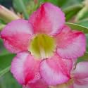 9GreenBox -Very Rare Grafted Adenium Twins House Plant Bonsai