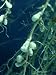 Clover, Trifolium Species with Root Nodules of Rhizobium Species Photographic Poster Print by Oxford Scientific, 18x24