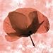 X-Ray Pink Poppy by Thomas Kalwa. ART PRINT ON CANVAS with 1 1/2 inch deep bars. 10.00 inches width by 10.00 inches height. Highest Quality Art Poster Print