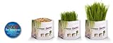 Bellrock Growers Pet Greens Garden, Organic Wheat Grass