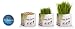 Bellrock Growers Pet Greens Garden, Organic Wheat Grass