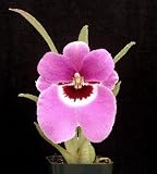 Miltoniopsis Avarances 'Bullseye' (4n) x Miltoniopsis Anne Port 'Pink Satin Doll' (4n)