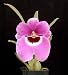Miltoniopsis Anne Port 'Pink Satin Doll' 4n x Miltoniopsis Avarances 'Bullseye' (4n)