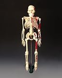 Painted and Numbered Mr. Thrifty Skeleton