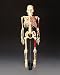 Painted Mr. Thrifty Skeleton