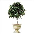 Ivy Topiary in Alabastrite Pot - Style 31280