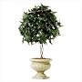 Ivy Topiary in Alabastrite Pot - Style 31280
