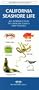 California Seashore Life: An Introduction to Familiar Plants and Animals (Pocket Naturalist Series)