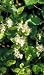 Clematis