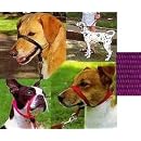 Gentle Leader Head Collar - Medium - Purple