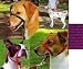 Pet Supplies : Gentle Leader Head Collar - Small - Purple