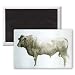 Islay Bull, 2004 (acrylic on canvas) by.. - 3x2 inch Fridge Magnet - large magnetic button - Magnet