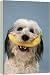 Dog - Polish Lowland Sheepdog holding a banana - 20 Inch Canvas Print (51 cm) by Ardea