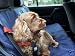 Navy Car Seat Cover