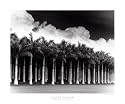 White Palms, Costa Rica Photography Art Poster Print by Monte Nagler, 24x20