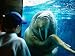 Young Boy Looking at Walrus, Sea World, San Diego, California Places Photographic Poster Print by Eddie Brady, 24x18