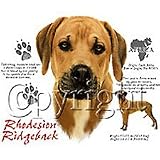 Rhodesian Ridgeback Adult Sweatshirt