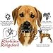 Rhodesian Ridgeback Womens Scoop Neck T-Shirt