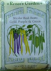 Heirloom Bean Tricolor Bush Heirloom Seeds 75 Seeds