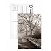 Park Benches lined up under the canopy of mature trees in their skeletal splendour - Postcard (Pack of 8) - 6x4 inch - Art247 Highest Quality - Standard Size - Pack Of 8
