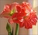 Amaryllis Madrid - New