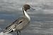 Pintail Duck Taxidermy Photo Reference CD