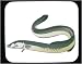 Decorated Mouse Pad with eel, fish, al, animal
