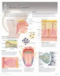Taste & Smell Wall Chart: 8272