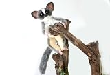 Plush Soft Toy Senegal Bush Baby 20cm