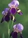 Blue Flag Iris Flowers (Iris Versicolor), Northeastern North America Photographic Poster Print by Mark Schneider, 12x16