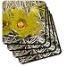 Pair of Barrel Cactus flowers.(Ferocactus acanthodes).Anza-Borrego Desert State Park, California.. - Set Of 4 Coasters - Soft