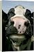 Kitchen & Housewares : Friesian Cow - 20 Inch Canvas Print (51 cm) by RSPCA