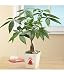 braided money tree