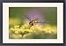 Framed Prints of FEU-504 Hoverfly - Feeding on Fennel Flowers from Ardea Wildlife Pets