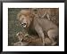 African Lion and Lioness Mating Collections Framed Photographic Poster Print by Momatiuk & Eastcott, 31x25