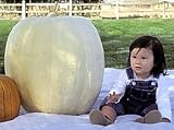 Full Moon Giant White Pumpkin 10 Seeds NEW Full Moon Giant White Pumpkin 10 Seeds NEW