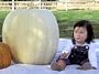 Full Moon Giant White Pumpkin 10 Seeds - NEW