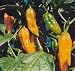 Devil Toung Hot Chile Pepper 10 Seeds