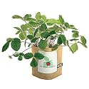 Garden in a Bag - Alpine Strawberry
