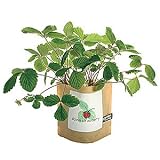 Garden in A Bag - Strawberry