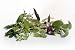 Catnip, Red Basil, Lemon Thyme, Thai Basil, and Mint - 24