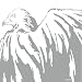 Music : White Birds