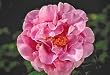 Pink Parade Camellia One Gallon Plant by Monrovia Growers
