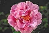 Pink Parade Camellia One Gallon Plant by Monrovia Growers
