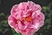 Pink Parade Camellia One Gallon Plant by Monrovia Growers