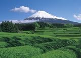 500ピース 茶畑より富士を望む