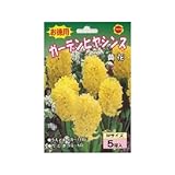 秋植え球根 お徳用 ガーデンヒヤシンス黄花5球 (542853)
