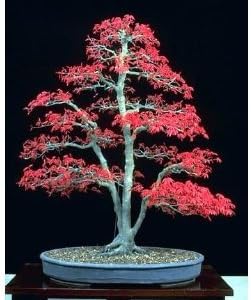 Seeds and Things Bamboo-Leaf Japanese Maple 5 Seeds - RARE